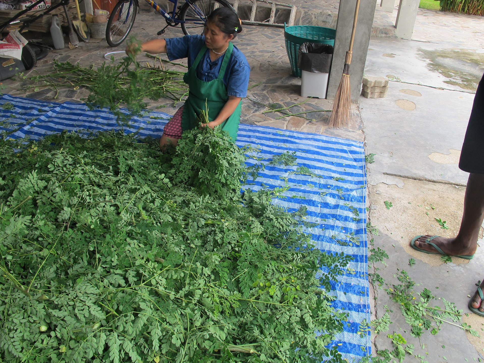Thai Yai Harvesting Moringa1920-min